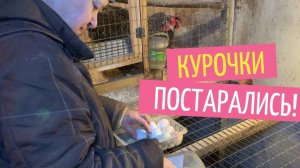 Сколько дают мои куры яиц зимой?