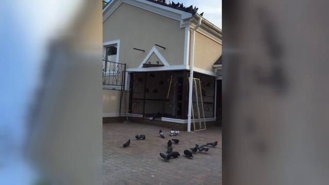 Красивые Николаевские голуби на голубятне у Грека - 1часть смотреть онлайн