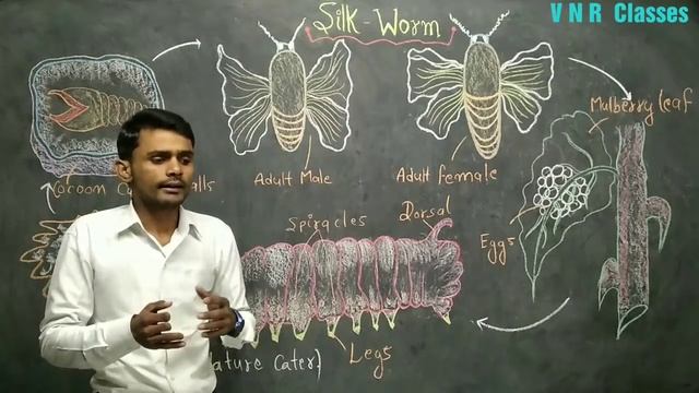 Silkworm | Sericulture | B.Sc.3rd year | ZOOLOGY  | by- Prahalad Sir