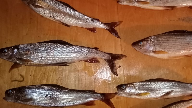 Осенняя рыбалка!🐟🐟🐟😎#хариус