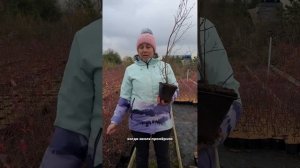 Когда можно пересаживать голубику? 🫐