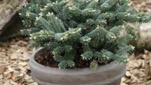 KOREAN FIR-Abies koreana