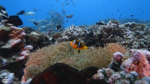 Relaxing Underwater Coral Reefs with Schools of Fish  Calming Meditative Ocean Music