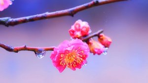 🌷 ДО СЛЕЗ НЕВЕРОЯТНО КРАСИВАЯ МУЗЫКА ДЛЯ ДУШИ 🎵 УСПОКАИВАЮЩАЯ РЕЛАКС МУЗЫКА ДЛЯ СНА И МЕДИТАЦИИ