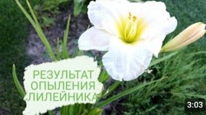 ВТОРОЙ ГОД ПЫТАЮСЬ ОПЫЛИТЬ ЭТОТ ЛИЛЕЙНИК. 19.08.2023г.