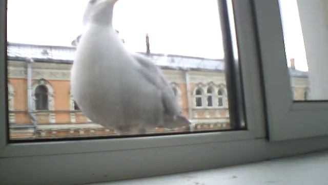 Capture 20170318 смотреть онлайн