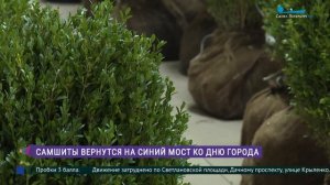 Где самшиты зимуют: как готовят растения для озеленения города