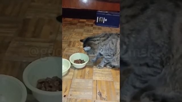 Доброе утро! Рассказываем вам новости про Маркиза и Кузю сейчас они живут вместе! #приютгвардия