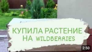 Я ПЕРВЫЙ РАЗ ПОКУПАЮ РАСТЕНИЕ НА WILDBERRIES. 5.08.2023г.