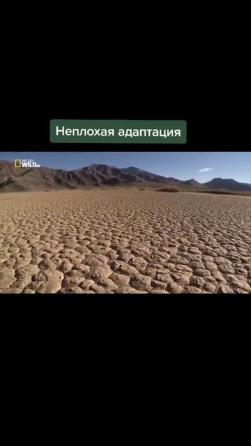 ЭТИ рыбы живут в стенах смотреть онлайн