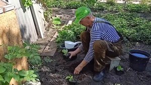 Готовим почву и высаживаем рассаду табака 🌱☘️🌿🤣 ,#табак,# рассада #