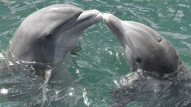 Илья Жмакин - Дельфины смотреть онлайн