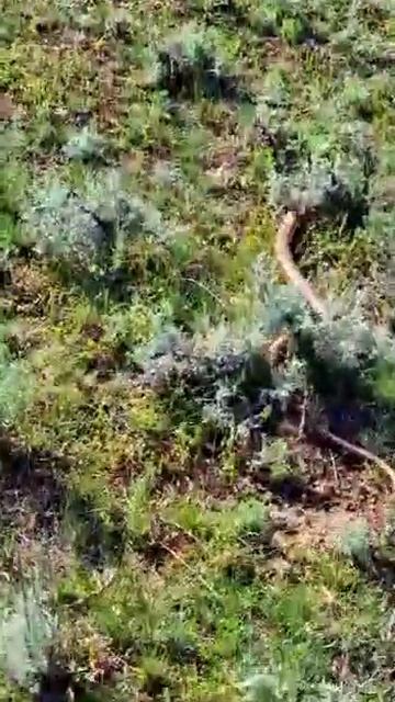 ящерица как змея смотреть онлайн