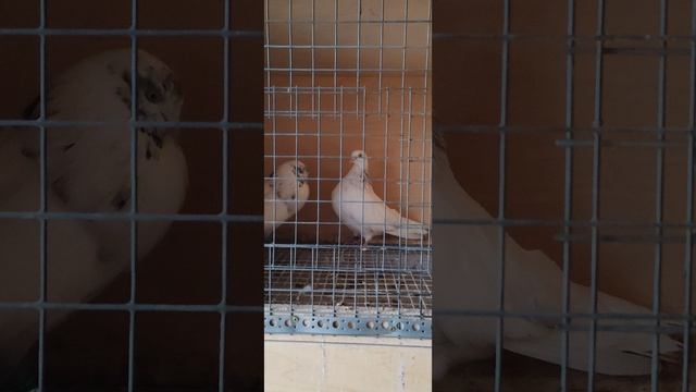 Паровка свердловских голубей