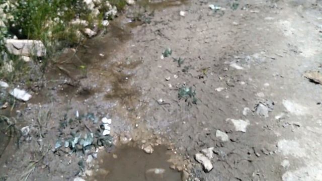 Кавказские бабочки) смотреть онлайн