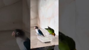 Купание неразлучников Арчи и Ричи #неразлучники #попугай #птицы #купания #плаванье #like #love #new