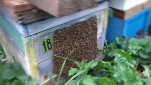 бакфаст ф1 от Клауса Ференбаха не влезает в улей