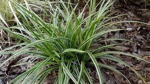 Turzyca japońska (Carex morrowii) 'Ice Dance'
