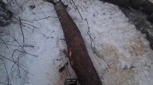 Валка леса в зимних условиях // Stihl ms361