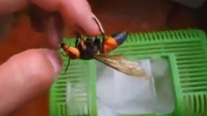 прикол  с шершнем