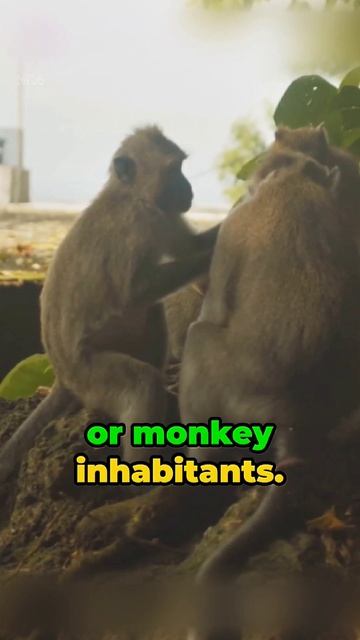 Monkey island: The hidden colony🙈 смотреть онлайн