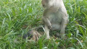 Omg! why Alex baby makes his mom Ava monkey angry? Ava monkey very angry baby Alex|Cute baby monkey