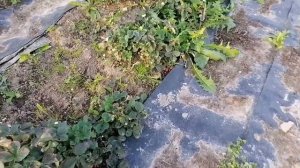 Садоводство и огородничество. Экскурсия по чужой даче. 17.09.2021.В гостях.