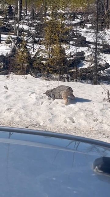Have you ever seen a Lynx hunting before? #shorts #officeviews смотреть онлайн