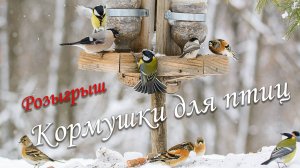 Розыгрыш кормушки