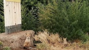 Рассвет в Сладково.