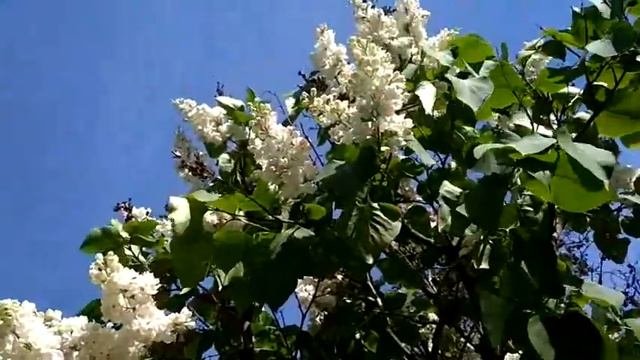 Сирень