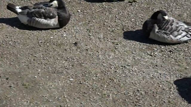 Утки Стокгольма смотреть онлайн