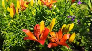 Цветы лилии  Цветущие лилии