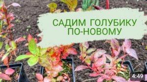 НОВЫЙ ЭКСПЕРИМЕНТ С ГОЛУБИКОЙ. 20.09.2023г.