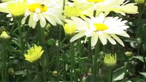 Leucanthemum Maximum