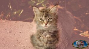 Морфинг животные (Кошки8)