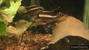 Пельвикахромис пульхер с мальками