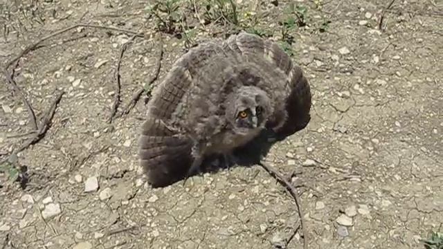 Боевая сова на страже мирных полетов смотреть онлайн