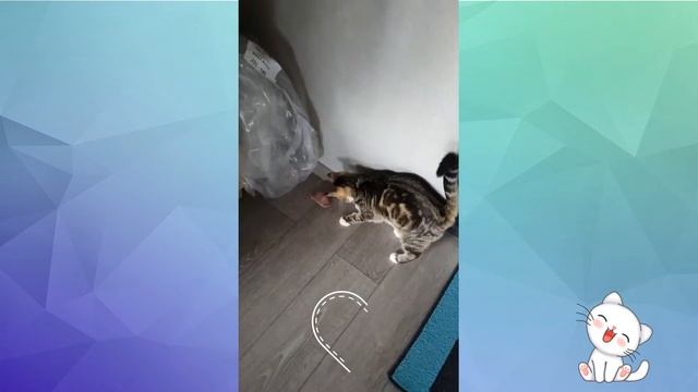 Кот на полке с чипсами Француз и арбуз Funny animals №65 смотреть онлайн