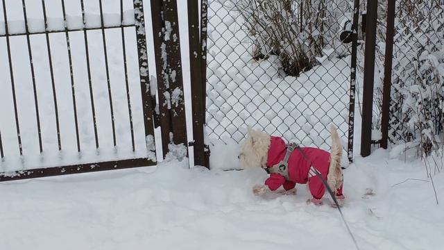 Вестик интересуется жизнью других животных. смотреть онлайн