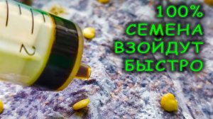 Взойдут даже старые семена 🌱 если посеете таким способом на рассаду перец 🌶 томаты 🍅 баклажаны