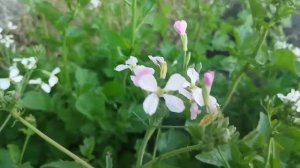 Цветок редиса. Цветущий редис