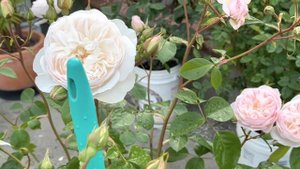 Desdemona Rose