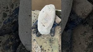 Волонтеры в Анапе
