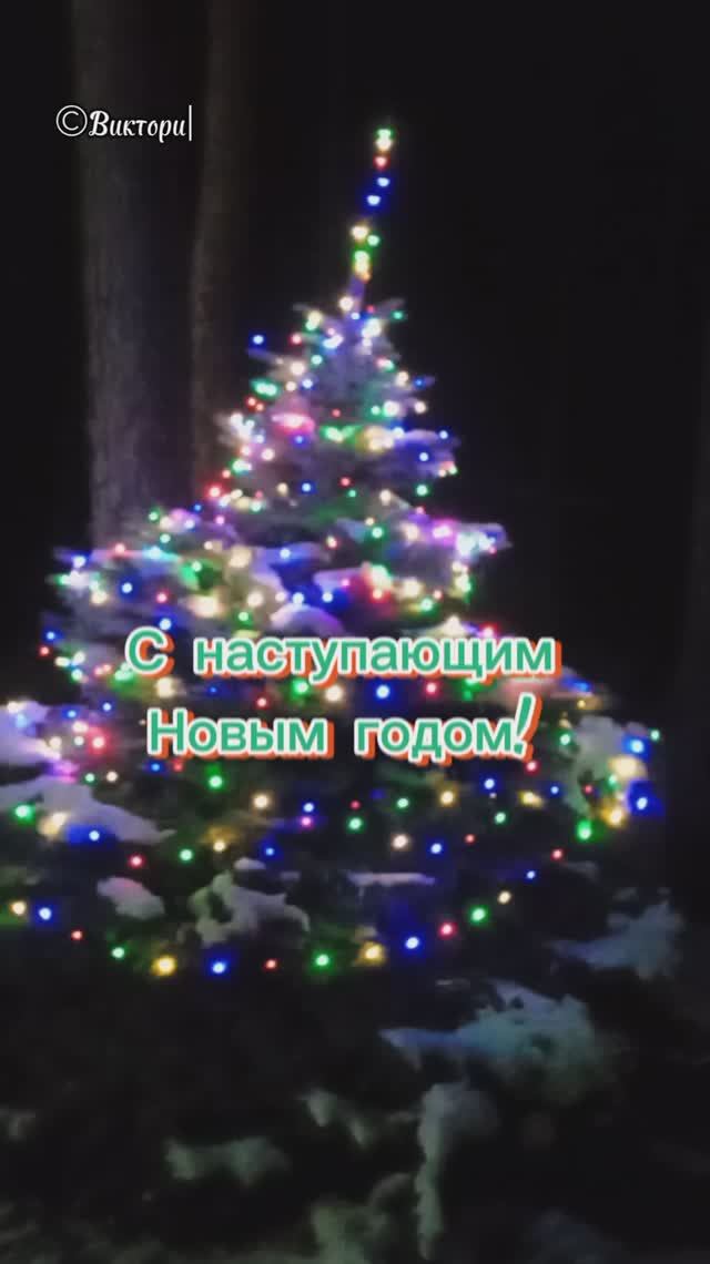 С наступающим Новым годом! Живая ёлочка, украшенная гирляндой.mp4