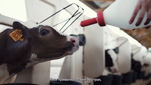 Мир без боли (этичная музыка)