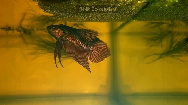 🤎 Copper Smaragdina Pair 🤎 смотреть онлайн