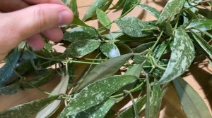 Hoya Lacunosa Laos- служит мне шторкой