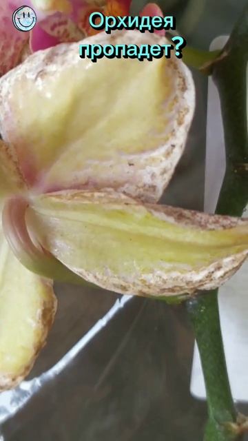 Орхидея пропадёт? #вредителиорхидей #орхидеяуход #orhid #орхидеи #трипс смотреть онлайн
