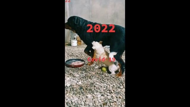 ПРИКОЛЫ ТИК ТОКА 😀#26НАРЕЗКИ ТИК ТОКА😀  УГАРНЫЕ ПРИКОЛЫ2022😀 ПРИКАЛЮХА